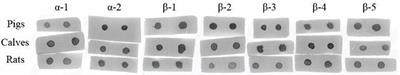 Identification of Allergic Epitopes of Soybean β-Conglycinin in Different Animal Species